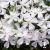 Phlox subulata White Delight .jpg